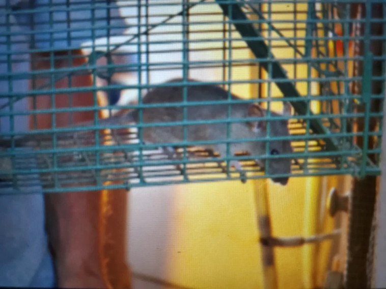 עכבר קטן בביתו של בון