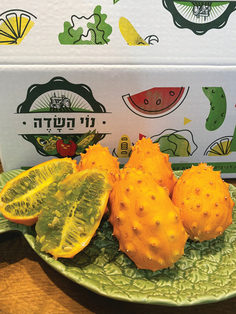 נוי השדה, קיוואנו