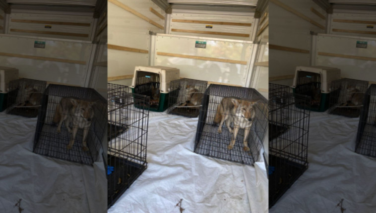 כלבי הזאב בחווה הלא חוקית