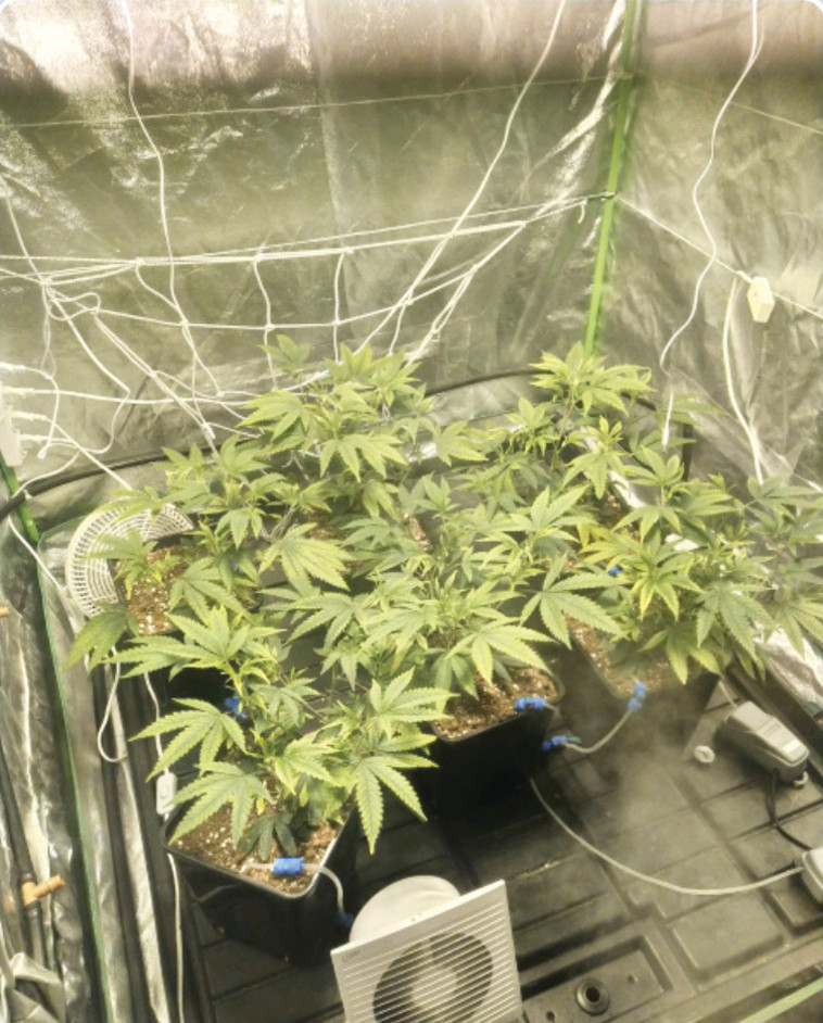 קנאביס למכירה בטלגרם