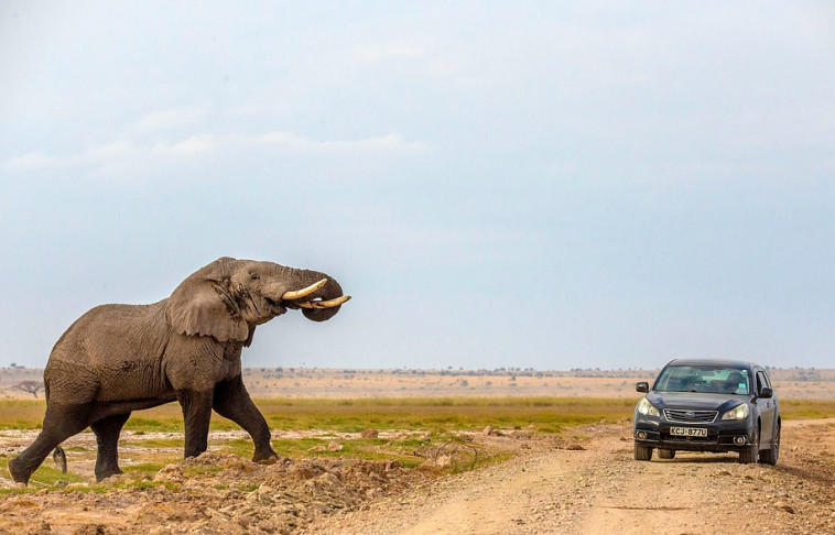 הפילה הזועמת רודפת אחרי הרכב 