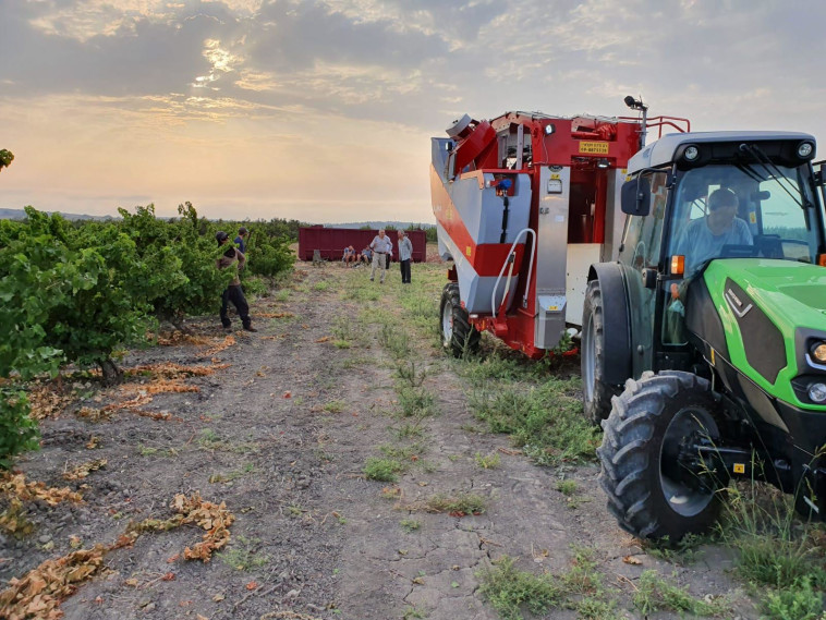 בציר, יקבי כרמל 