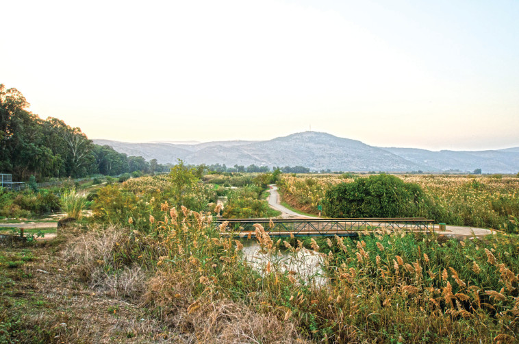 שמורת החולה (צילום: הדר יהב)