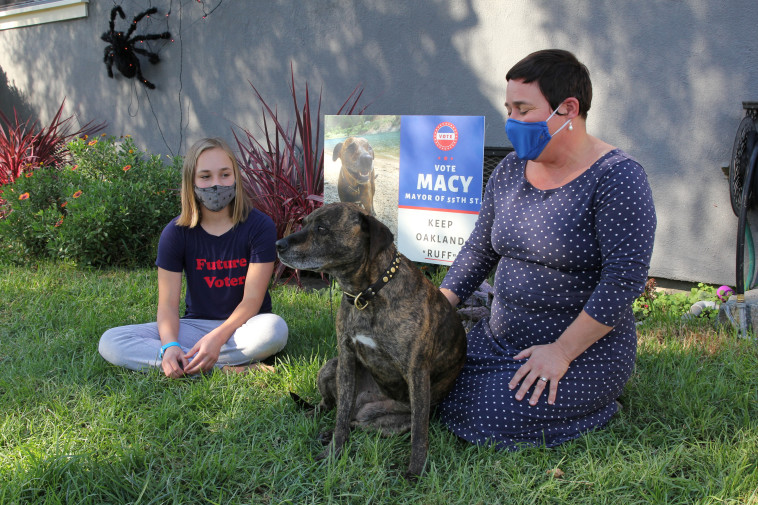 הכלבה מייסי רצה לראשות הוועד 