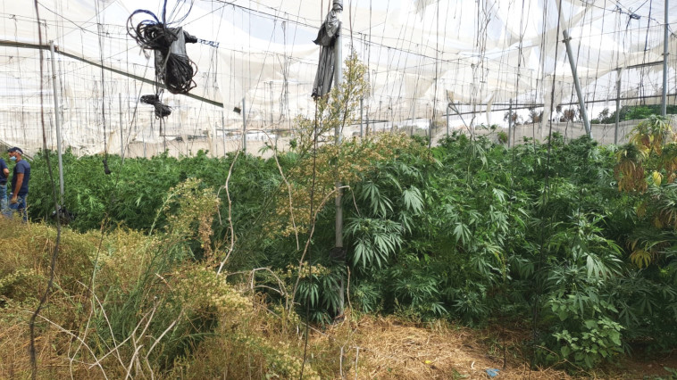 תפיסת קנאביס במושב שלווה