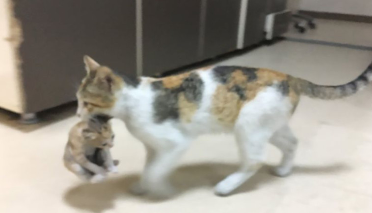 חתול הביא את חברו לבית החולים 