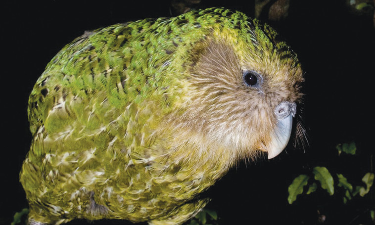 התוכי השמן בעולם