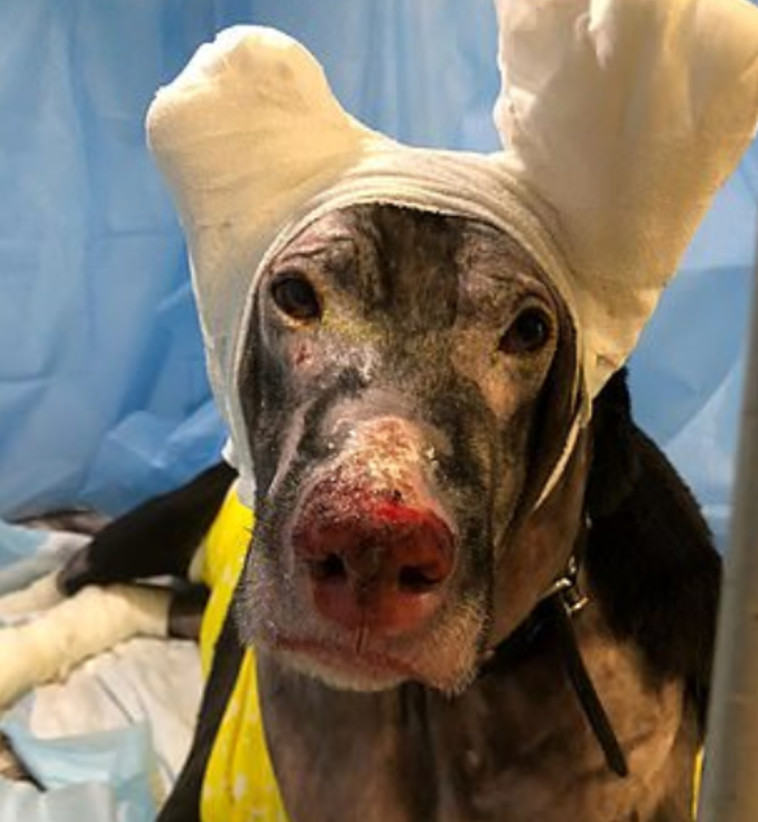 הכלבה מטילדה בזמן הטיפול