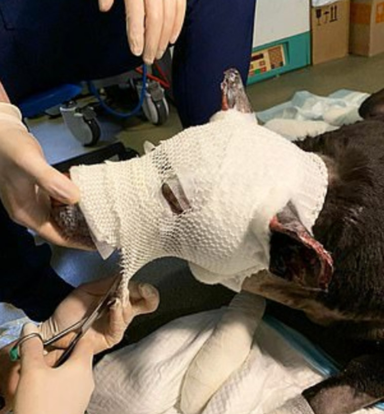 הרופאים חובשים את הכלבה מטילדה