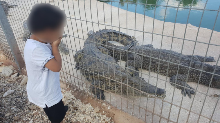 הילד שננשך על ידי תנין