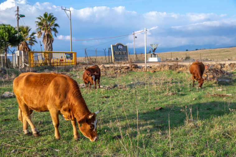 פרות ברמת טראמפ