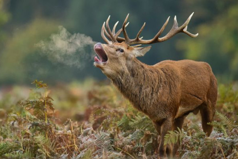 אייל, אילוסטרציה