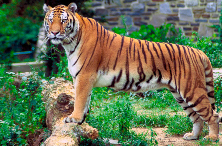 נמר בנגלי, אילוסטרציה