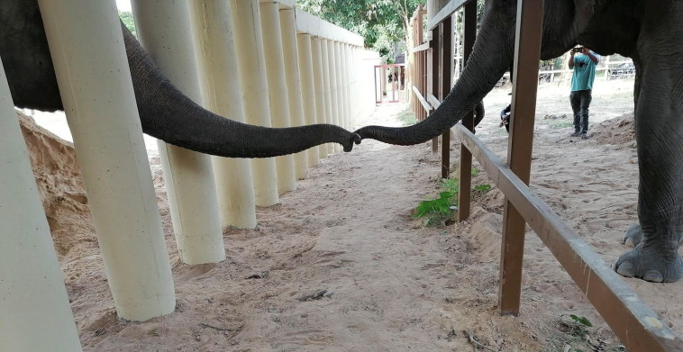 קוואן נפגש לראשונה עם פילים אחרים (צילום: רויטרס)
