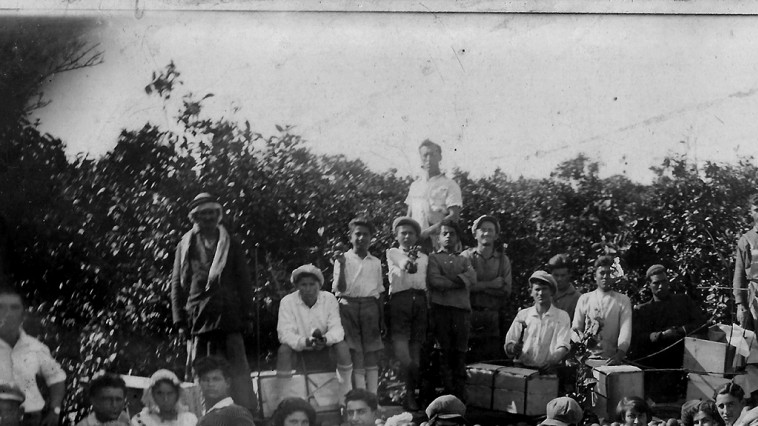 חלוצים בפרדס