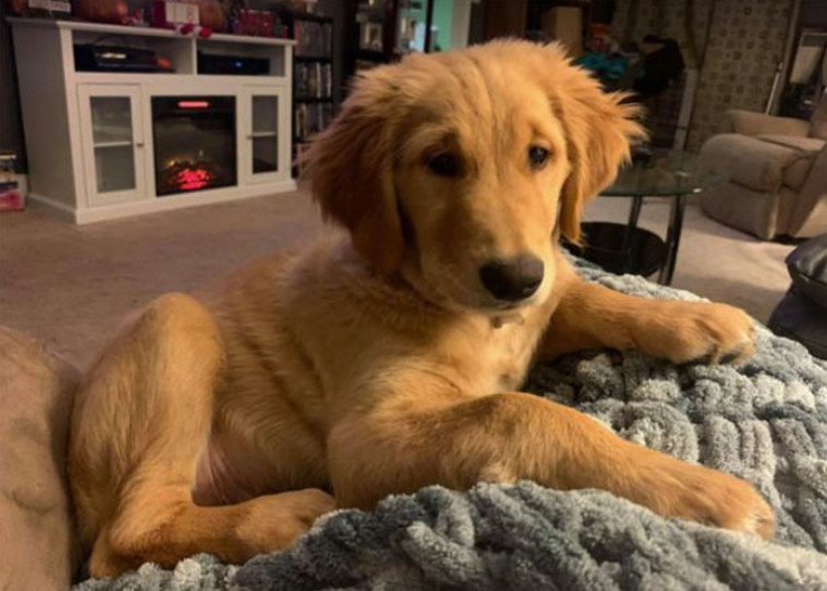 בנטלי, הגולדן רטריבר 