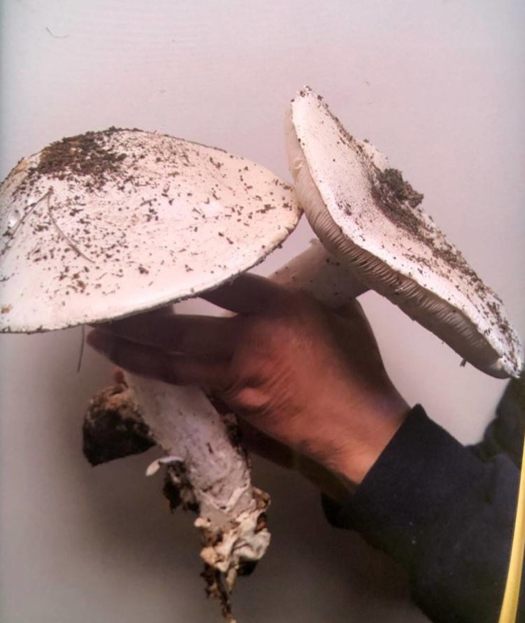 הפטריות שקטפו בני הזוג