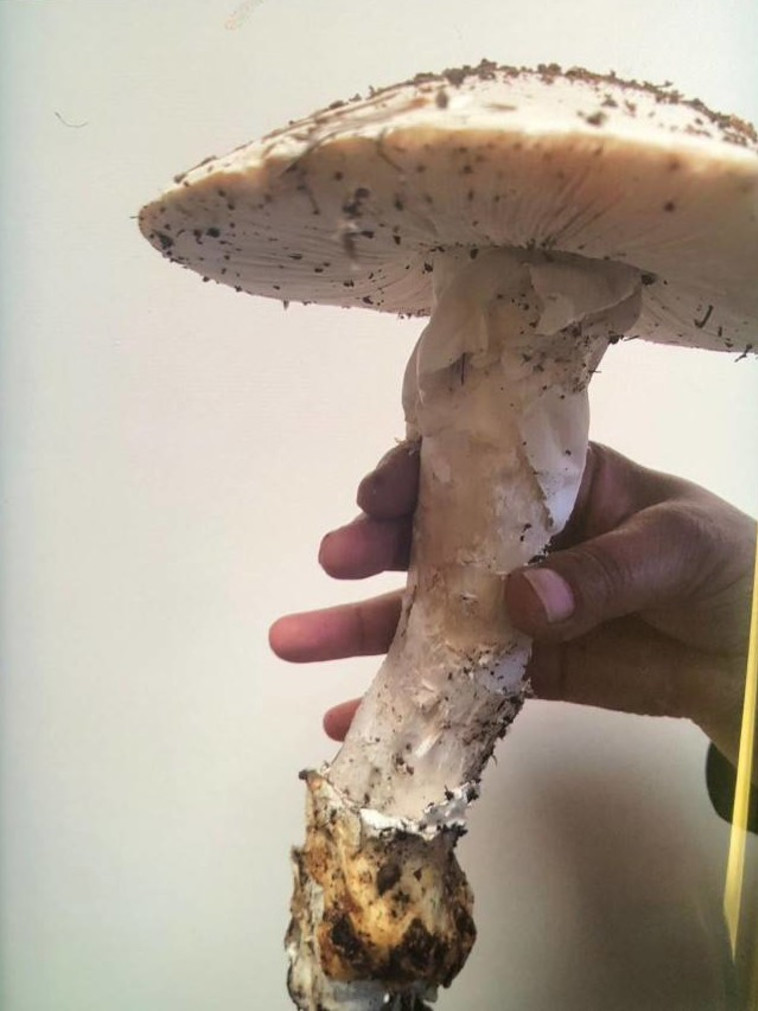 הפטריות שקטפו בני הזוג