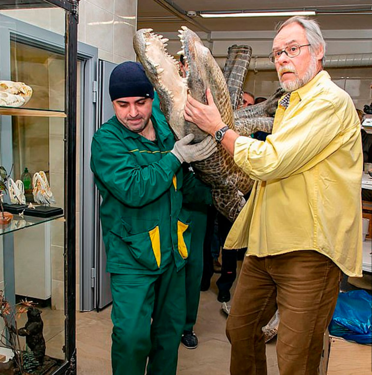 תהליך שימור הגופה של התנין של היטלר (צילום: Darwin Museum)