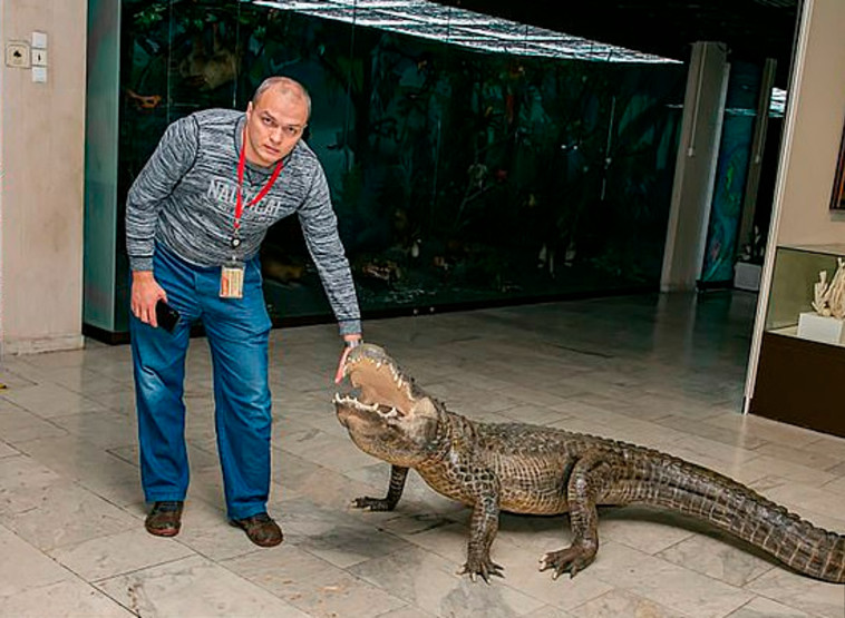 גופת התנין במוזיאון דווין שבמוסקבה