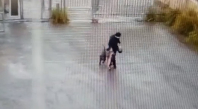 רגעי תקיפת הילדה על ידי הפיטבול