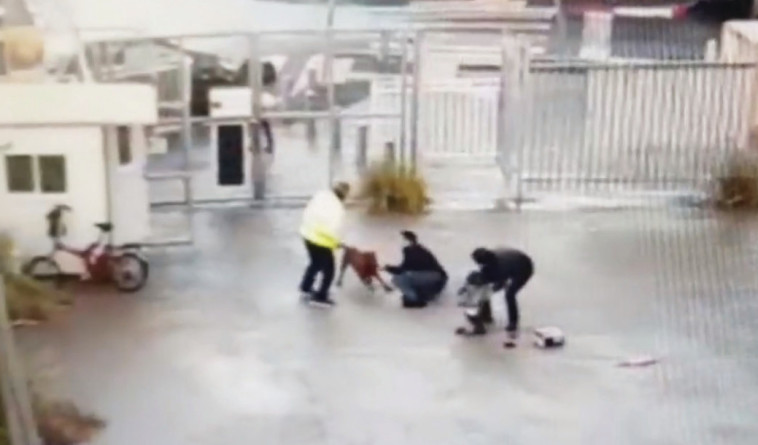 רגעי תקיפת הילדה על ידי הפיטבול