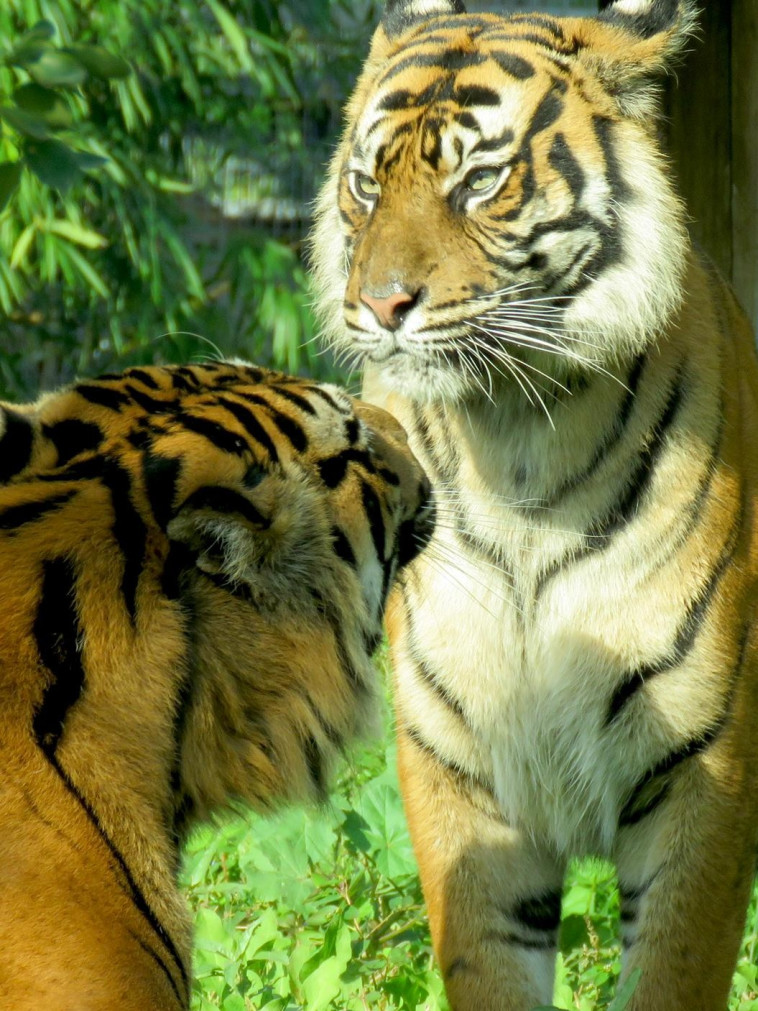 The pair of tigers in love (Photo: Noa Toledano, Hamudi Arar)
