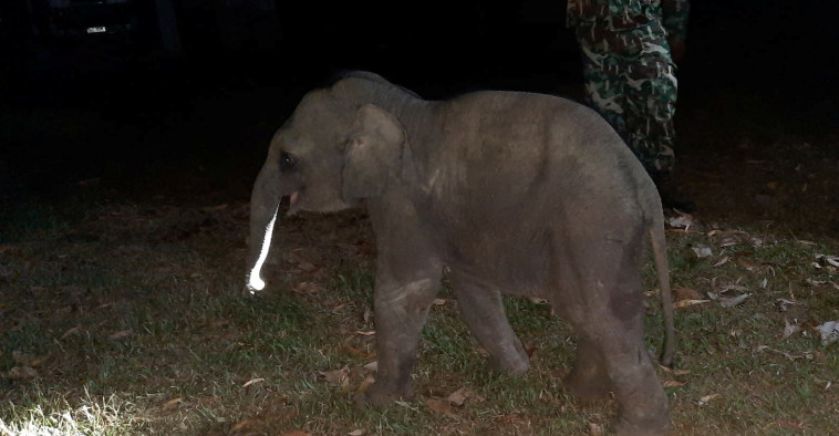הפיל הקטן שב אל הטבע (צילום: רויטרס)