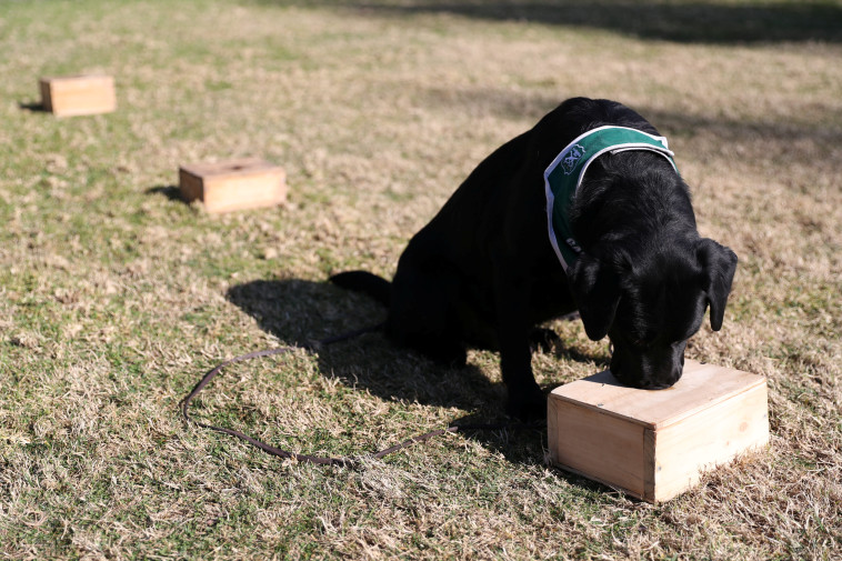 הכלבים מתאמנים כדי לזהות את הנגיף
