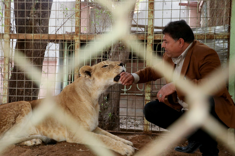 אל-מאראג'לה ואריה המחמד שלו
