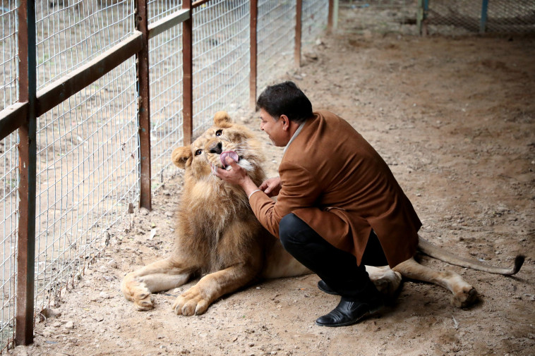אל-מאראג'לה ואריה בוגר בפארק האריות בעיראק (צילום: רויטרס)