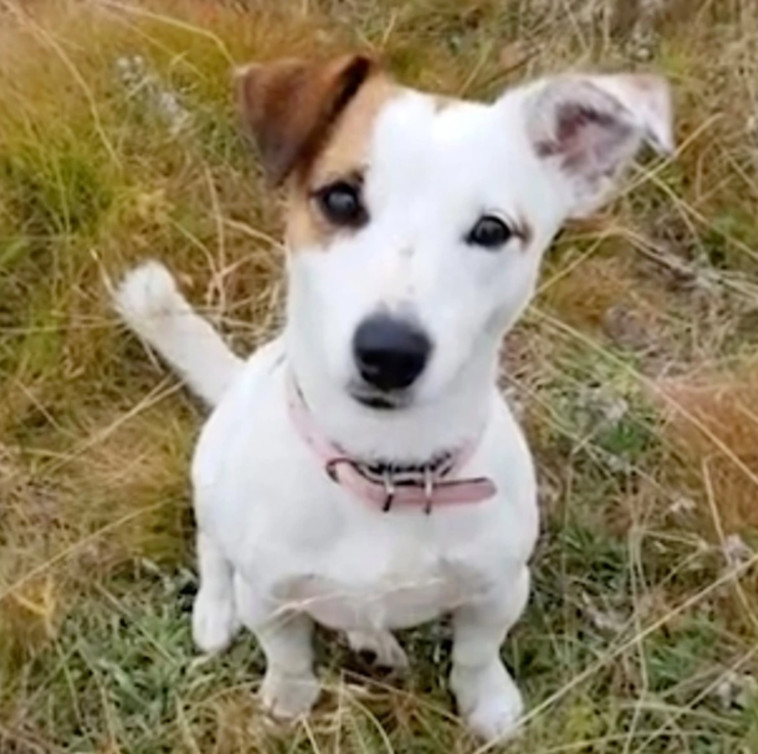 הכלבה ג'סי, שהצילה את חיי בעליה