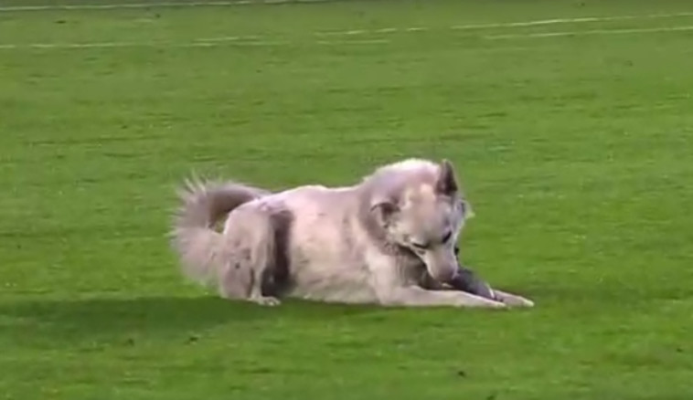 The dog chatto on the field (Photo: Screenshot: Reuters)