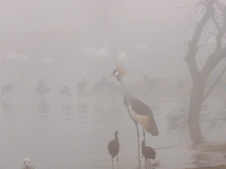 ערפל בספארי ברמת גן (צילום: המרכז הזואולוגי רמת גן