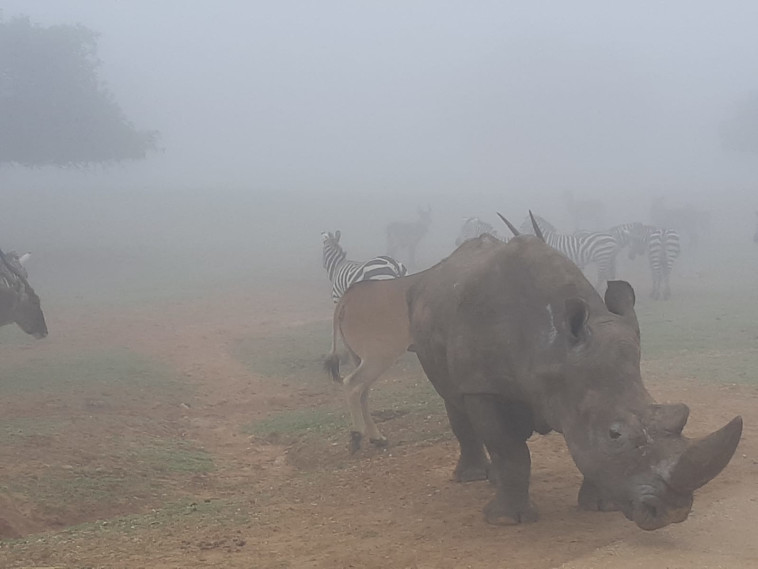 ערפל בספארי ברמת גן (צילום: המרכז הזואולוגי רמת גן