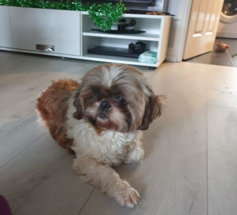 הכלבה רוקסי