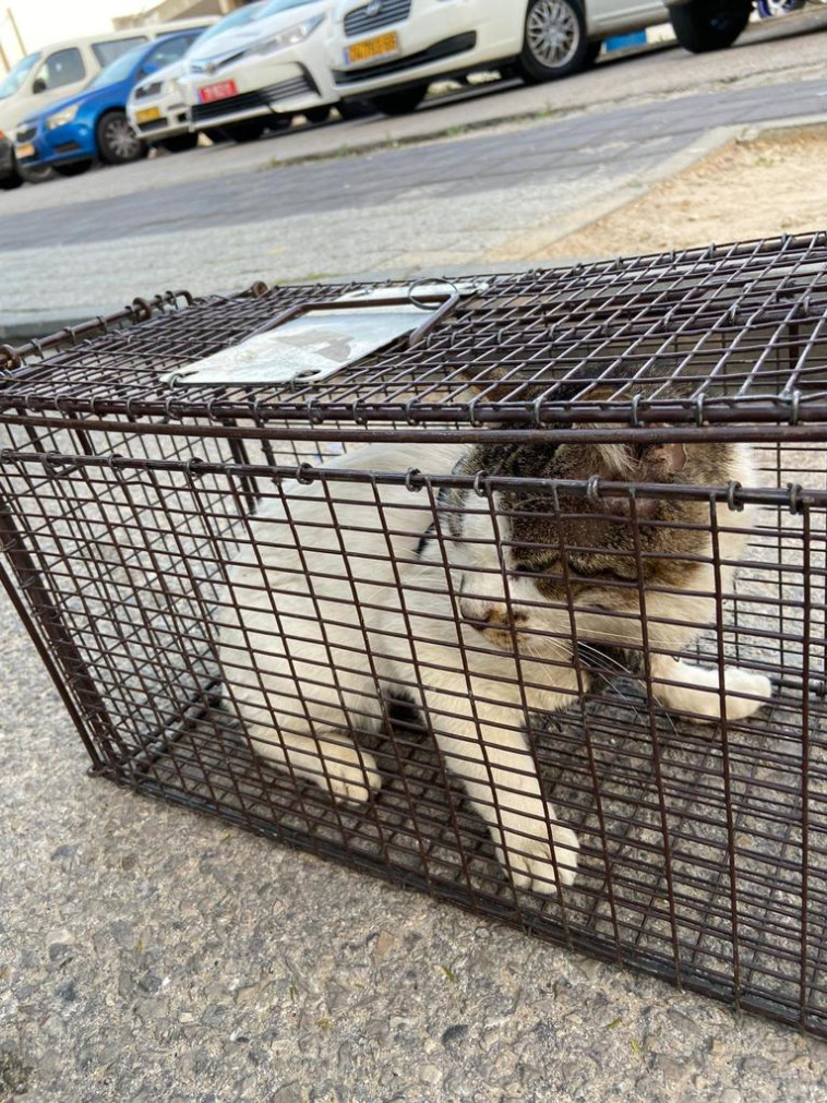 חתול נוסף שנמצא בדירה בראשל''צ לאחר שעל פי החשד עבר התעללות (צילום: דוברות המשטרה)