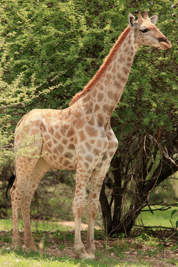 ג'ירפת ג'ימלי ננסית