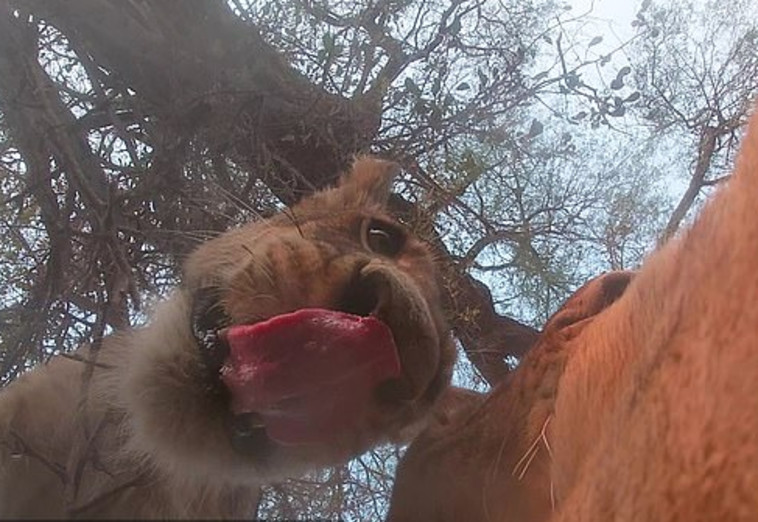 הלביאה הרעבה