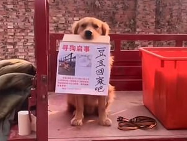 הכלב מאומו שיצא לחפש את חברו הטוב 