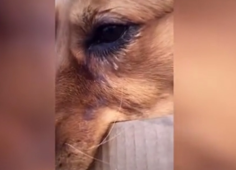 הכלב מאומו מזיל דמעה