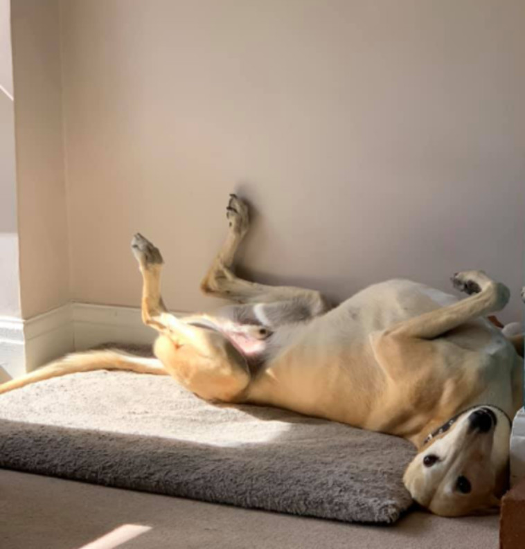 Billy the Dog (Photo: Social Networks)