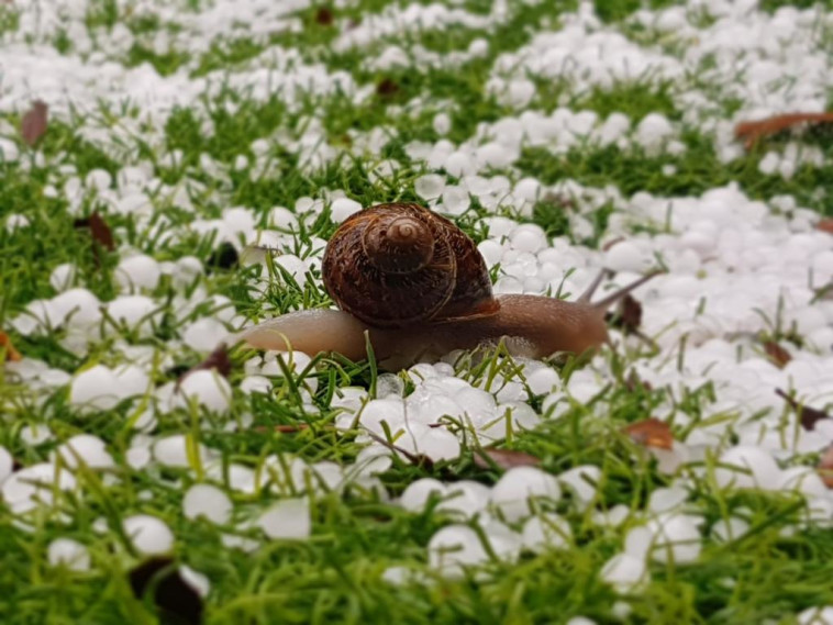 ברד בנגב המערבי, קיבוץ ניר עוז