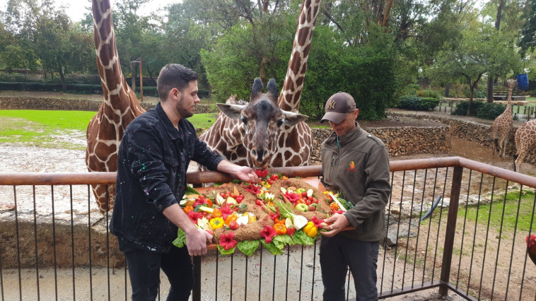 Giraffe Denisa on his 30th birthday (Photo: courtesy of the safari)