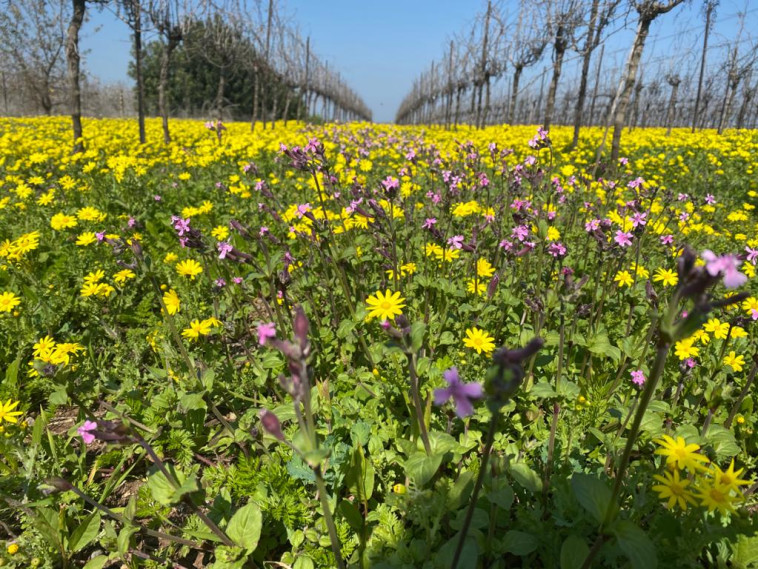 יקב תבור. פרחים בכרם אקולוגי 