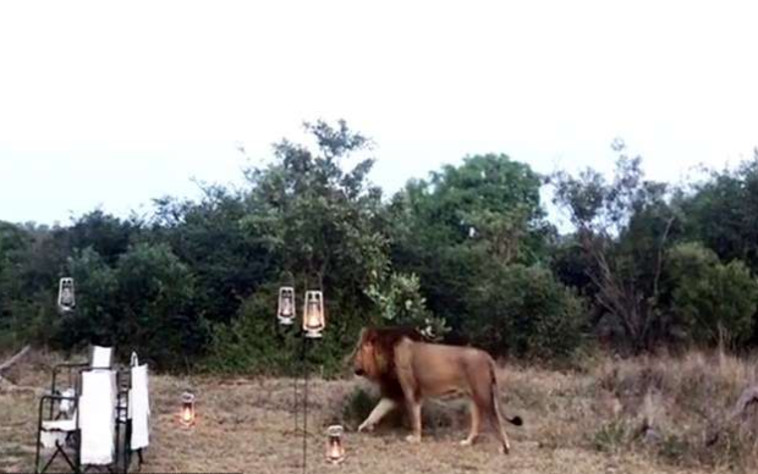 האריה משוטט ביום ההולדת 