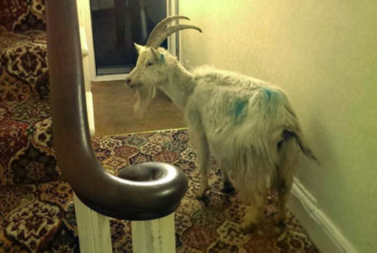 העז שפרצה אל בית המלון