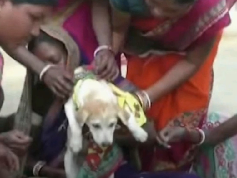 הכלב בטקס החתונה