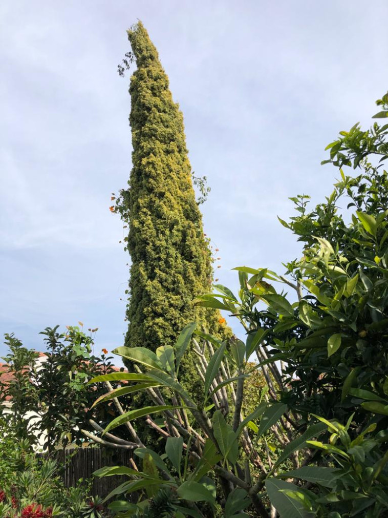 הברוש הצריפי של מירל'ה חסיד