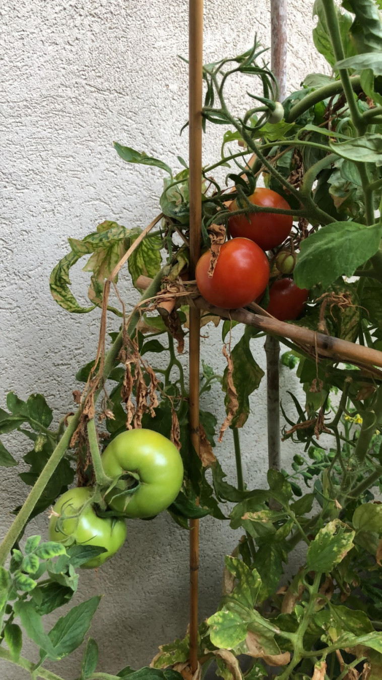 ''אין סיפוק גדול יותר מאשר להכין סלט מירקות שקטפתם במו ידכם''